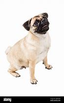 Image result for Pug On White Background