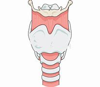 Image result for Larynx Real Image