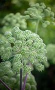 Image result for The People's Angelica