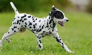 Image result for Dalmation Rat