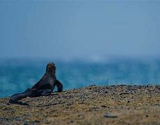 Image result for Galapagos Archipelago