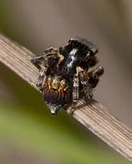 Image result for Maratus Fletcheri