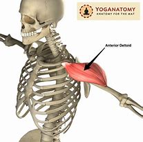 Image result for Shoulder Deltoid Anatomy