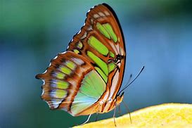 Image result for Pretty Butterfly Wings