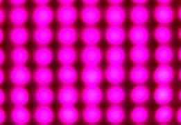 Image result for Pink Flashing Lights