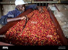 Image result for Kenya Coffee Farm