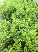 Image result for Buxus Box Plant