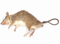 Image result for Rat Side View Vector