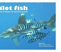 Image result for Pilot Fish