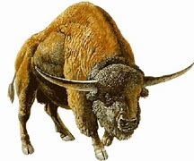 Image result for Bison Occidentalis