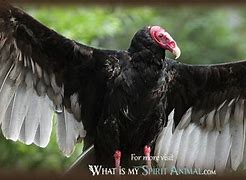 Image result for Vulture Spirit