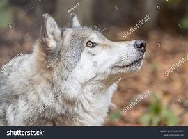 Image result for Close of a Wolf's Side View