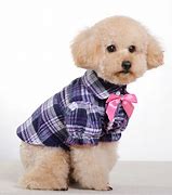 Image result for Clothes for Dogs Product