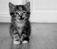 Image result for Cute Cat Smiling