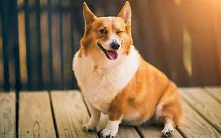 Image result for Corgi Desktop