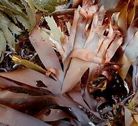 Image result for Dulse Palmaria Palmata