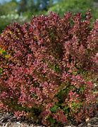 Image result for Barberry Orange Rocket 5 Gal