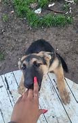 Image result for AKC German Shepherd