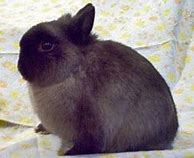 Image result for Siamese Sable Lionhead Rabbit