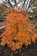 Image result for Ice Dragon Maple Tree