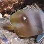 Image result for Esca AnglerFish