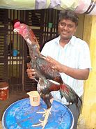 Image result for Malay Chicken Bird