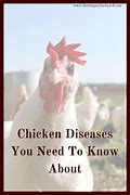 Image result for Chicken Diseases Symptoms