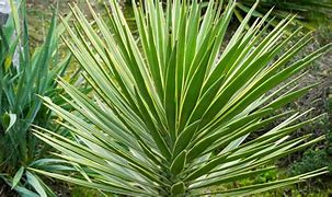 Image result for Yucca Potato