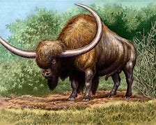 Image result for Bison Latifrons