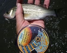 Image result for White Perch