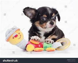 Image result for Chihuahua in Toy Oven