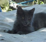 Image result for Kitten Weed