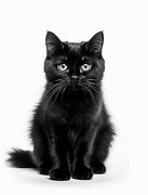 Image result for Black Cat Background 4K