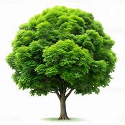 Image result for Green Tree C