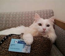 Image result for Cute Cat Therapist