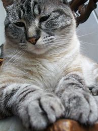 Image result for Silver Point Siamese Cat