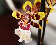 Image result for Oncidium Orchid Plant