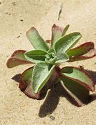 Image result for Hot Desert Plants South Africa