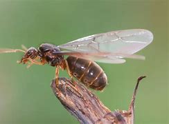 Image result for Male Flying Ants