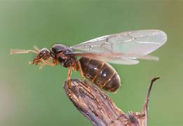 Image result for A Flying Ant