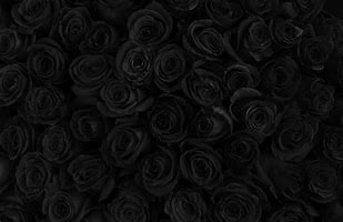 Image result for Black Rose Bushes