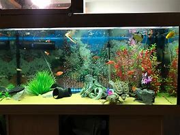 Image result for 300L Fish Tank