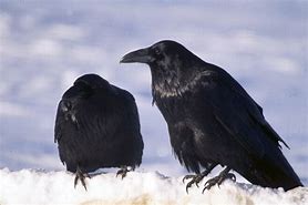 Image result for Yukon Raven