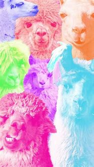 Image result for Llama Wallpaper for Phone