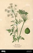 Image result for Conium Maculatum Wetland