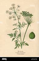 Image result for Conium Maculatum Norsk