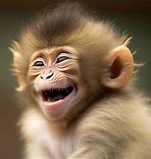 Image result for Funny Monkey Images. Free