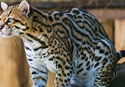 Image result for Dead Ocelot