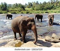 Image result for Baby Elephant Sri Lanka