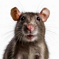 Image result for Rat Face